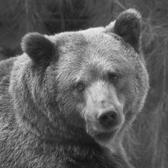 bear