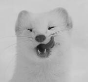 stoat