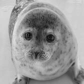seal